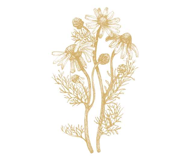 Kamomil