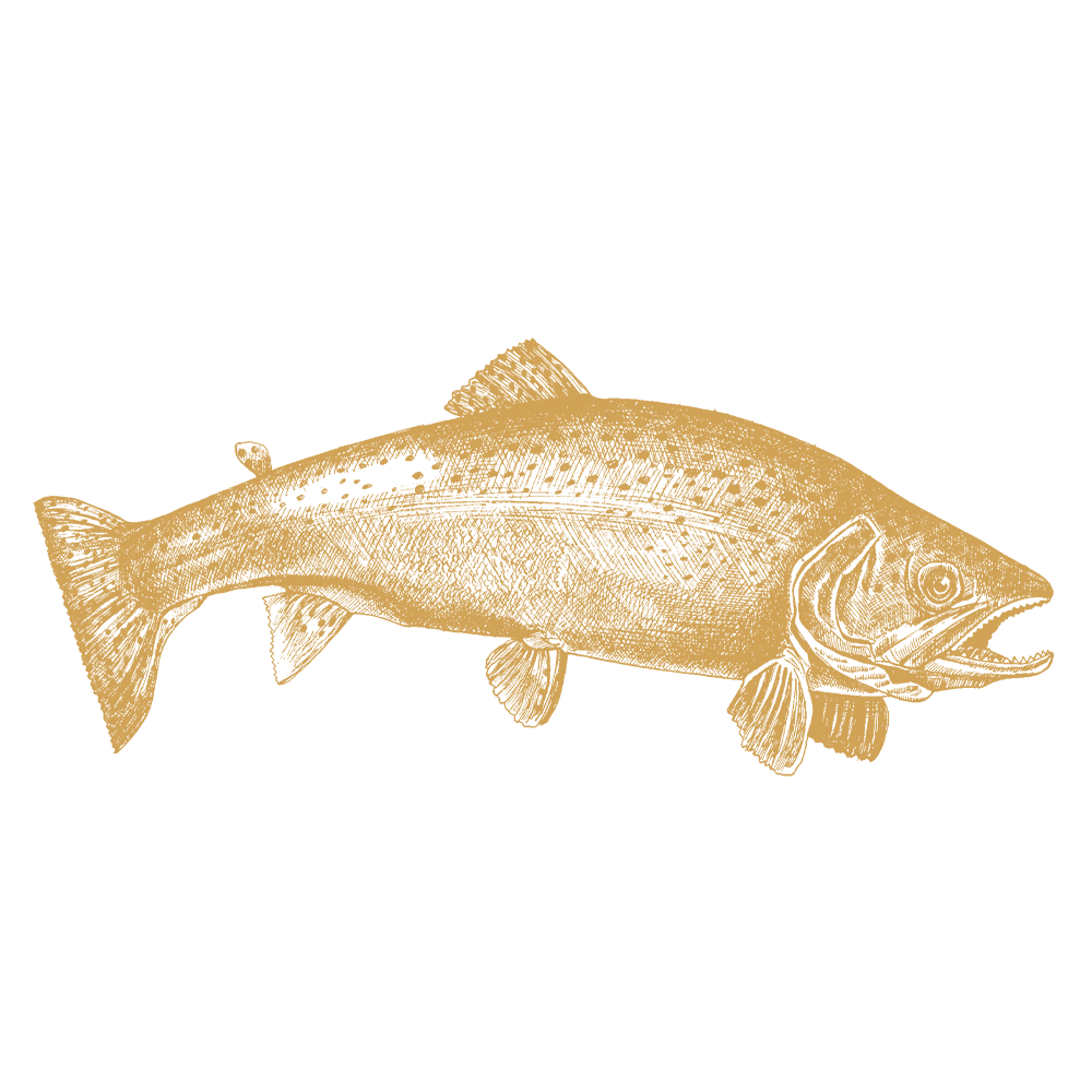 Öring
