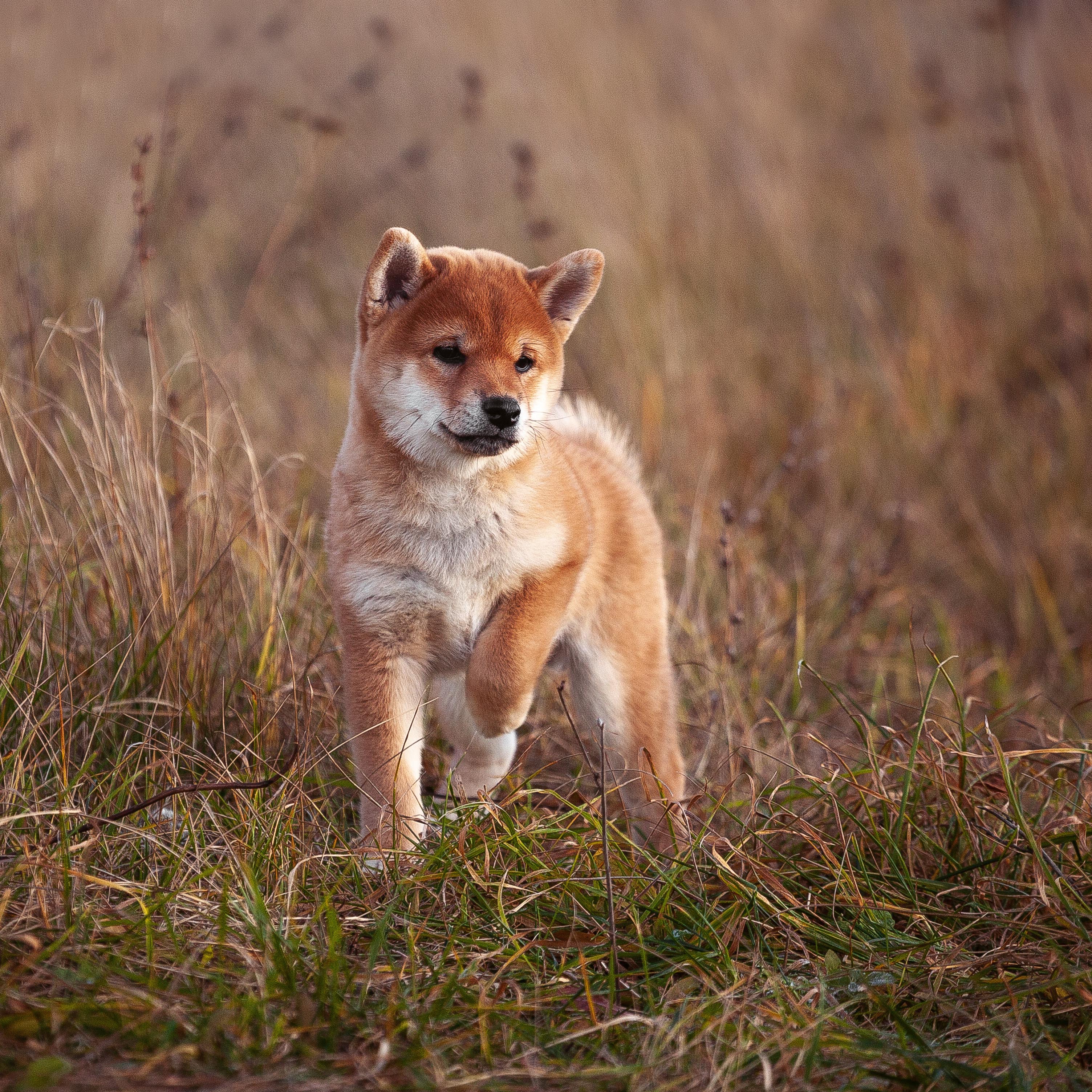 THE BEGINNING SMALL BREED, 2,5KG