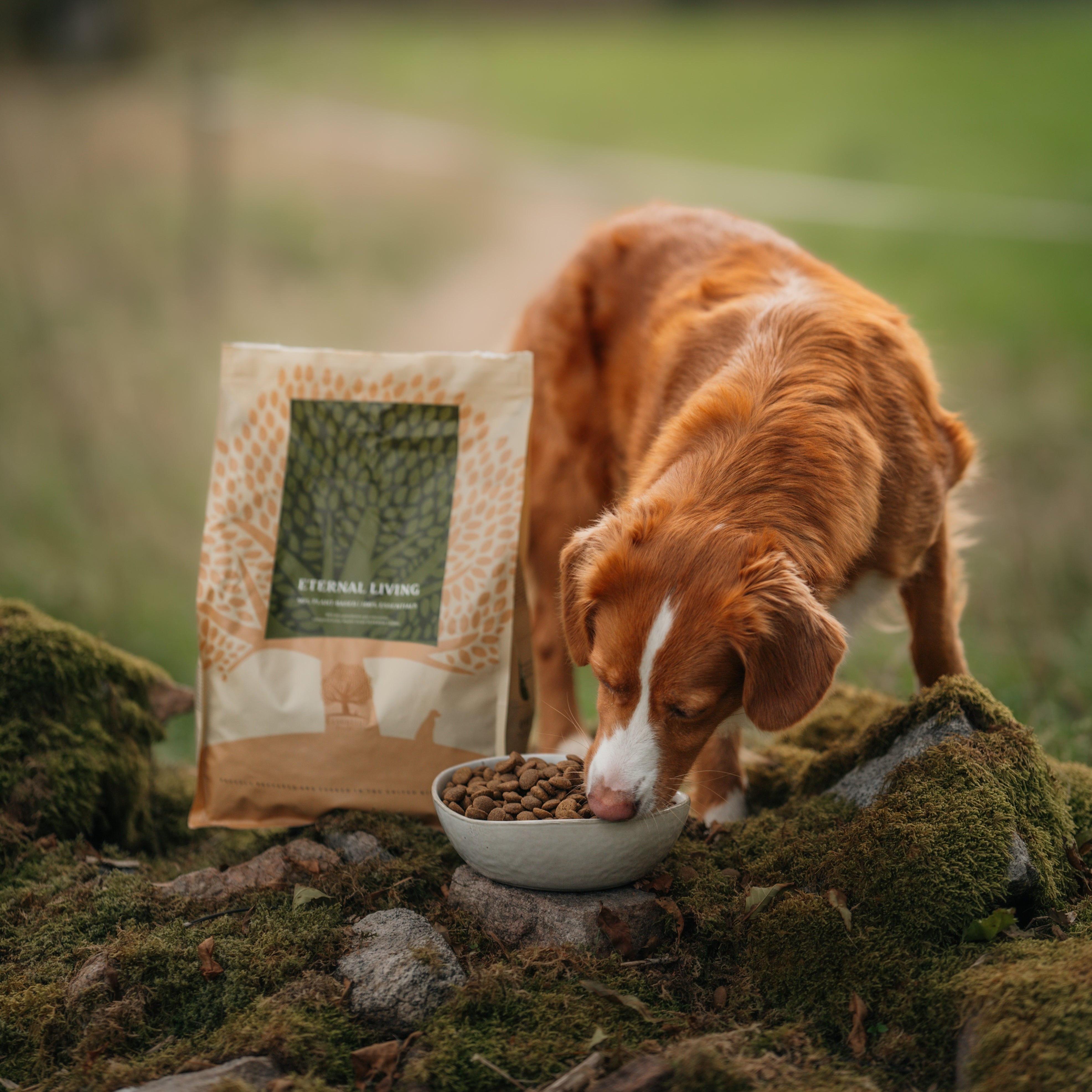 OUR FINEST ETERNAL LIVING, 10KG