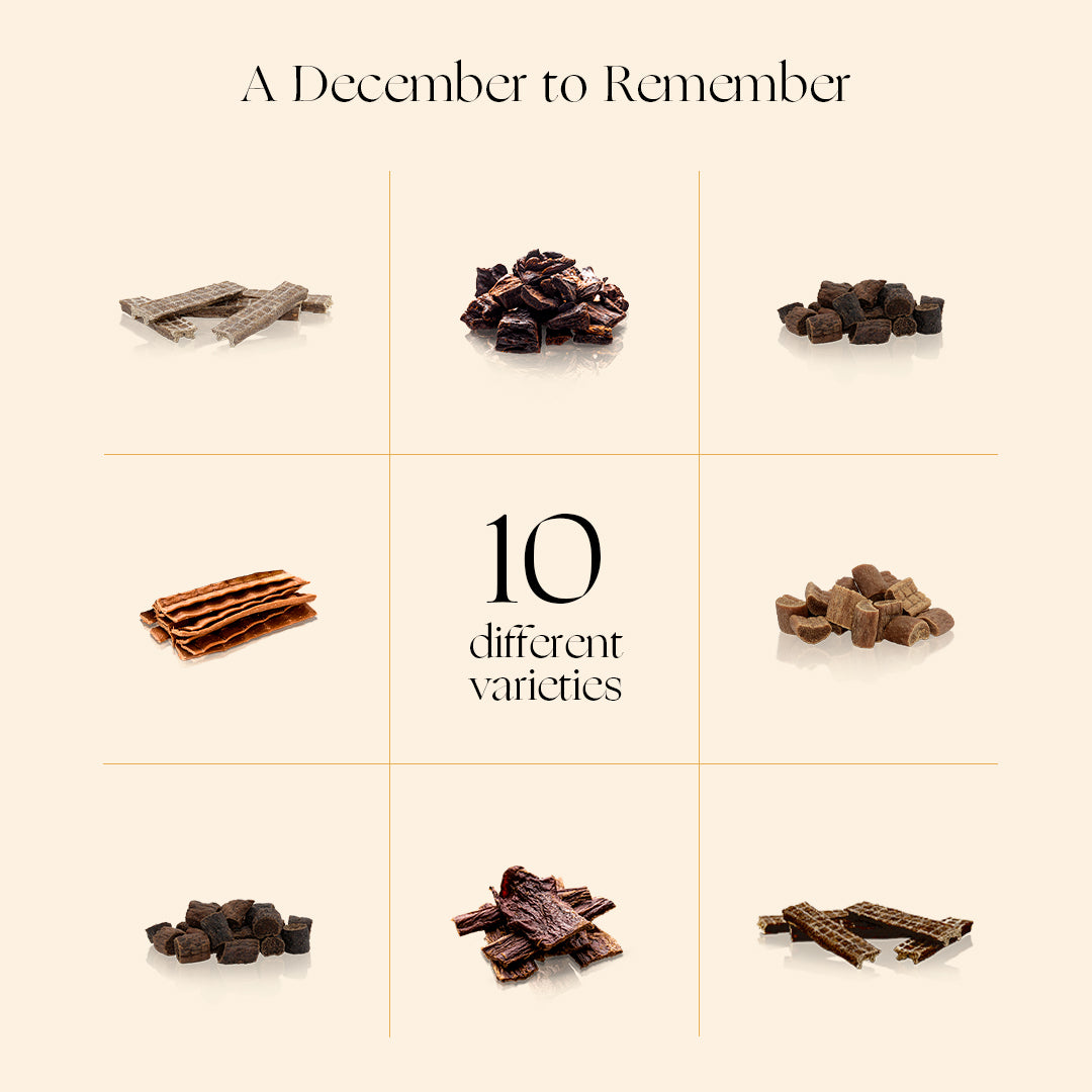 CHRISTMAS DOG PRESENT