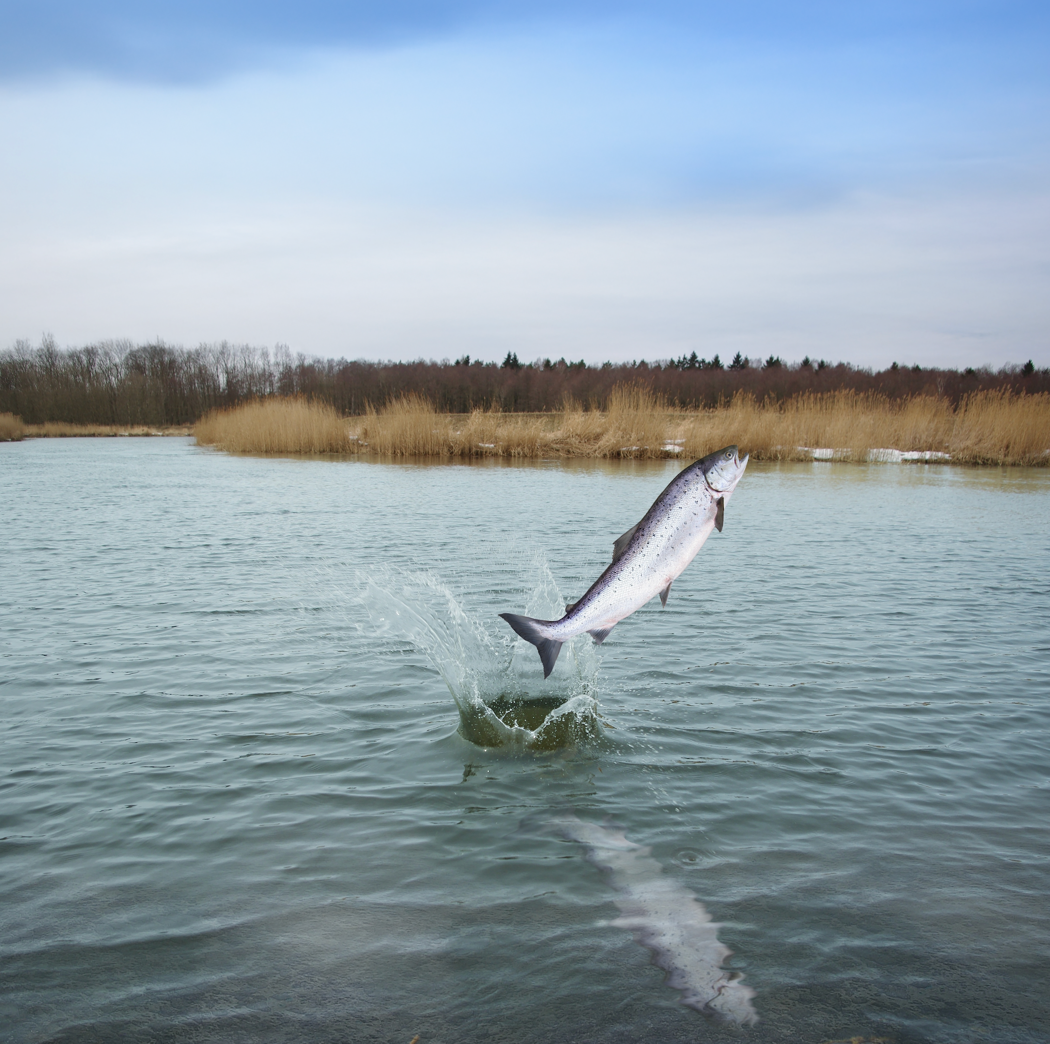 OUR FINEST BEGINNING LARGE BREED NAUTICAL EDITION, 10KG