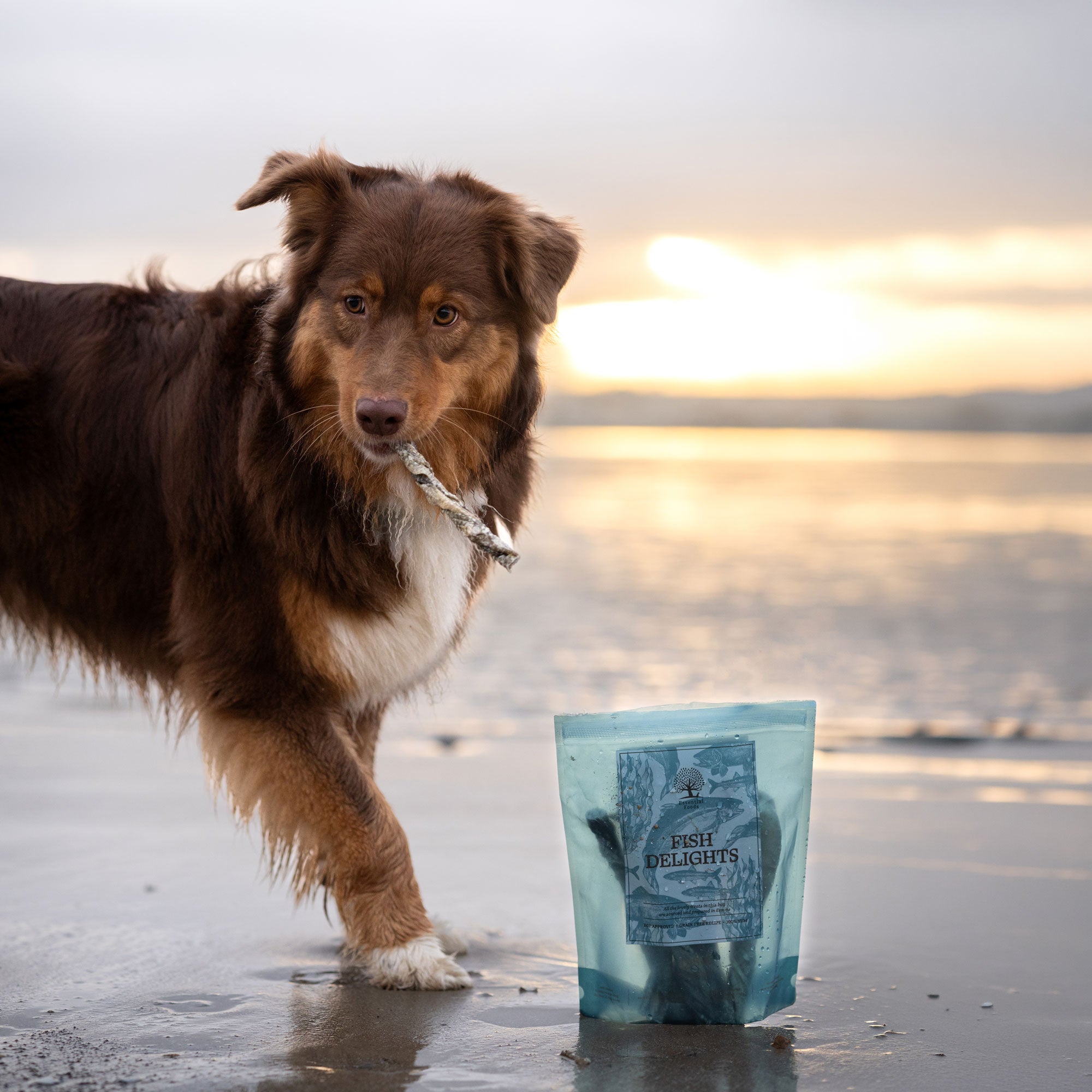 NORTH SEA CHEWY DELIGHTS